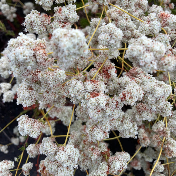 California Buckwheat