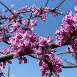 俄克拉荷馬州紫荊花