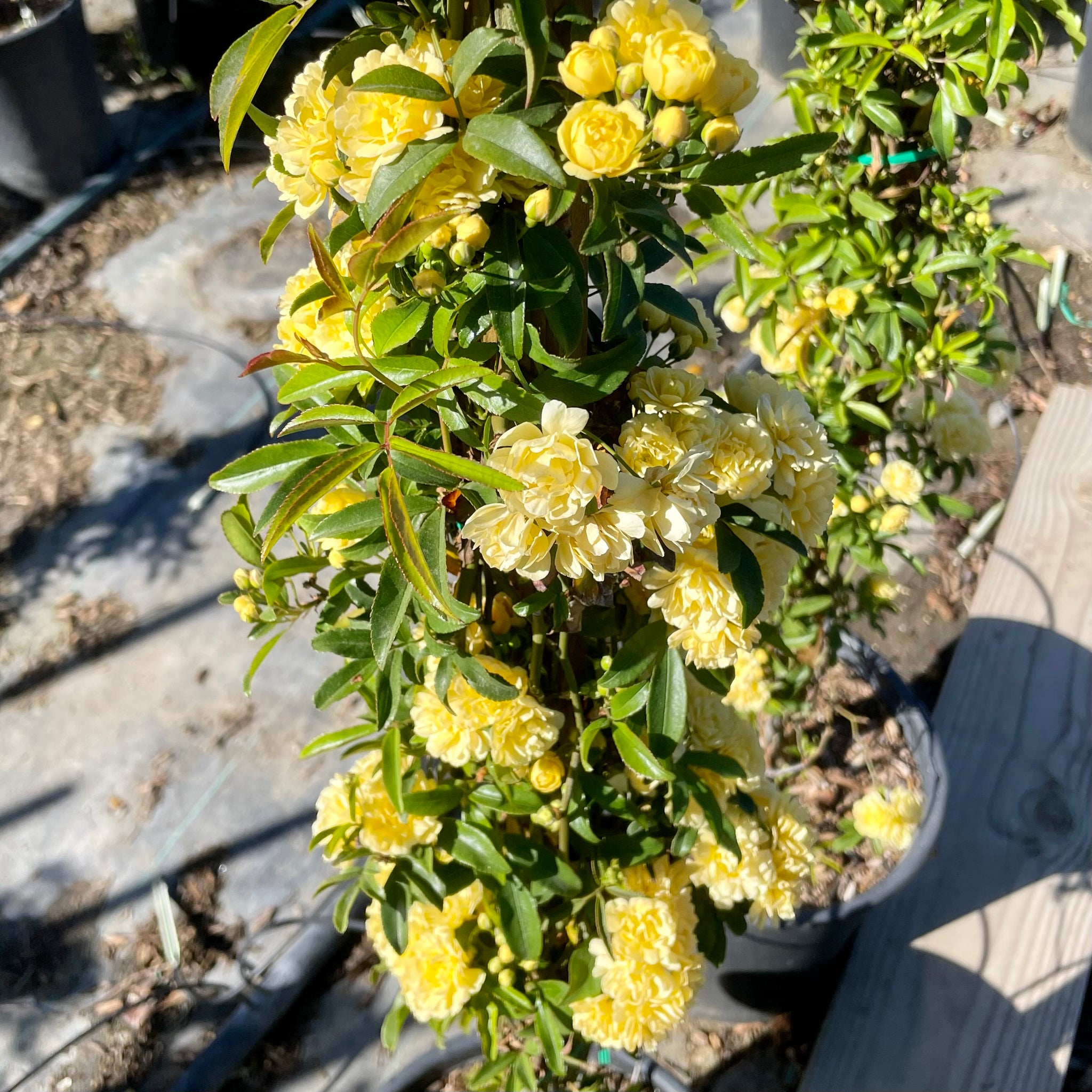 lady banks plant Yellow Lady Banks Climbing Rose Vine