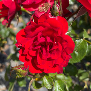 Red Iceberg Rose Tree - C&J Gardening Center