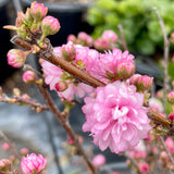 Chinese Double Flowering Pink Bush Cherry