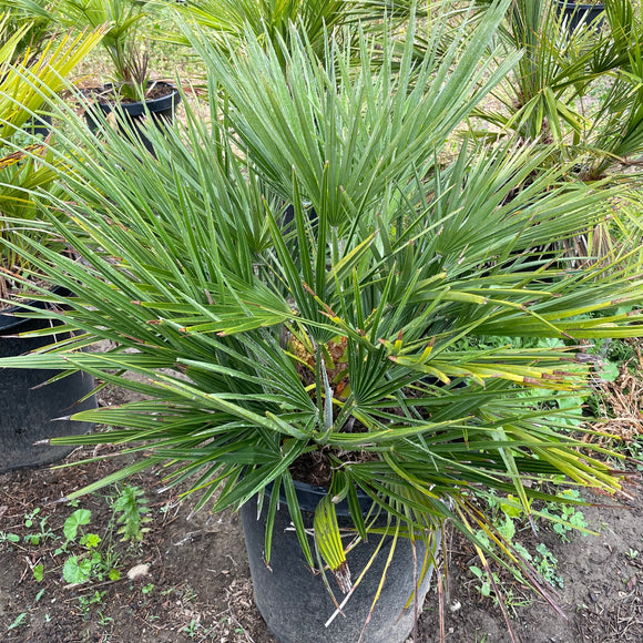 fan palm plant for sale Mediterranean Fan Palm Palm Tree