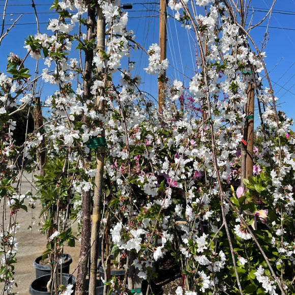 Snow Fountains Weeping Flowering Cherry
