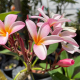 Light Pink Plumeria