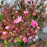 Pink Lady Indian Hawthorn - C&J Gardening Center