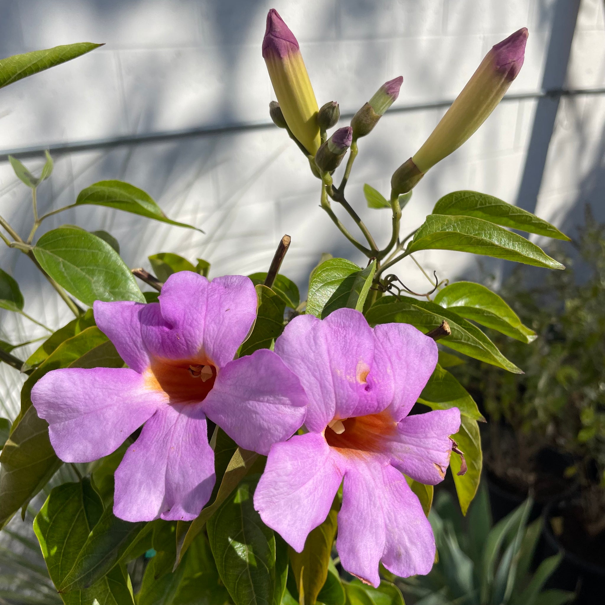 Purple Trumpet Vine Vine - 15 Gallon Staked ( 6