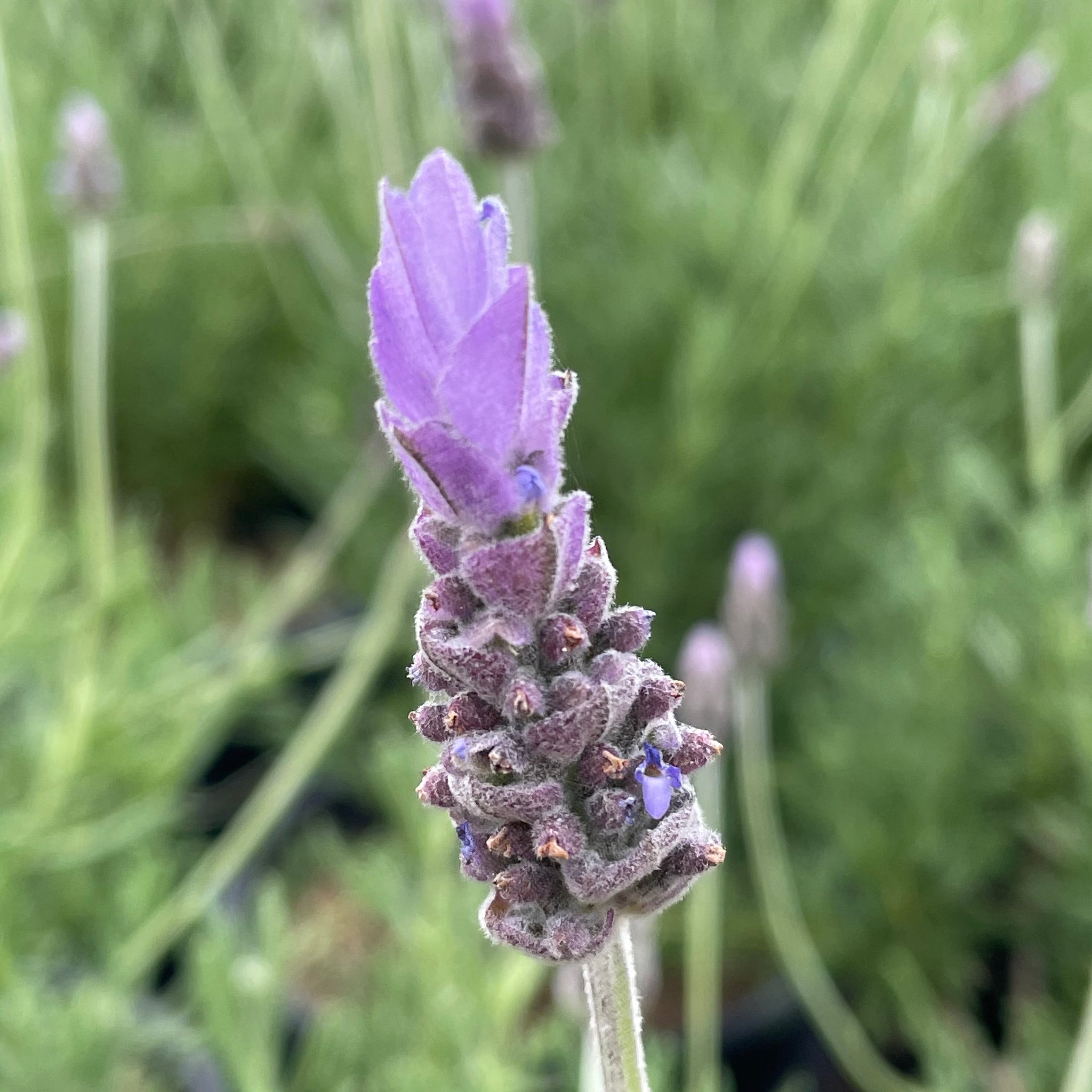 buy french lavender plants online French Lavender Flower Shrub