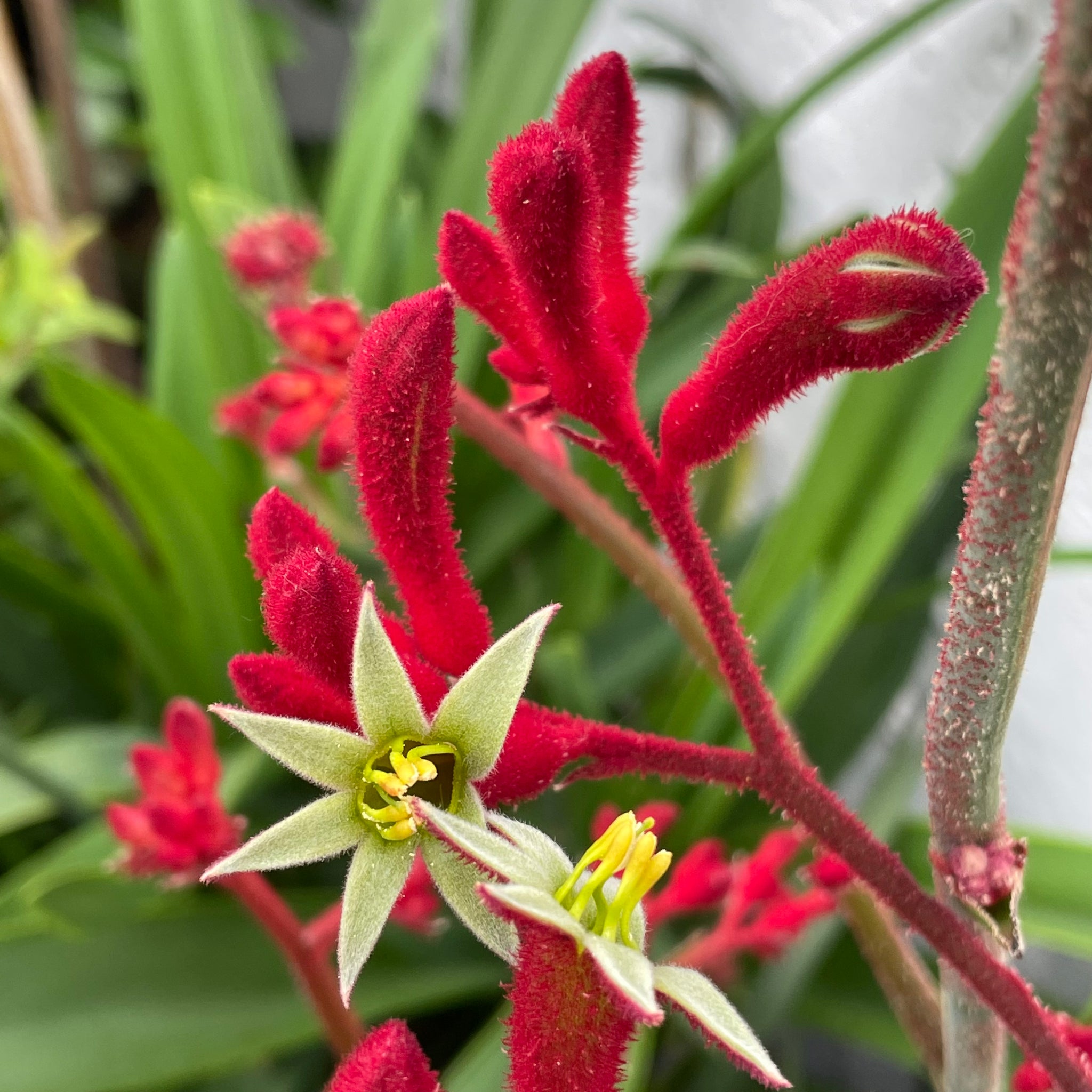 kangaroo palm plant Red Kangaroo Paw Flower Shrub