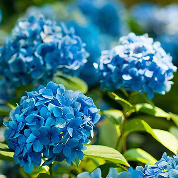 Blue Shade Hydrangea | C&J Gardening Center