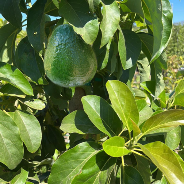 Holiday Avocado C&J Gardening Center