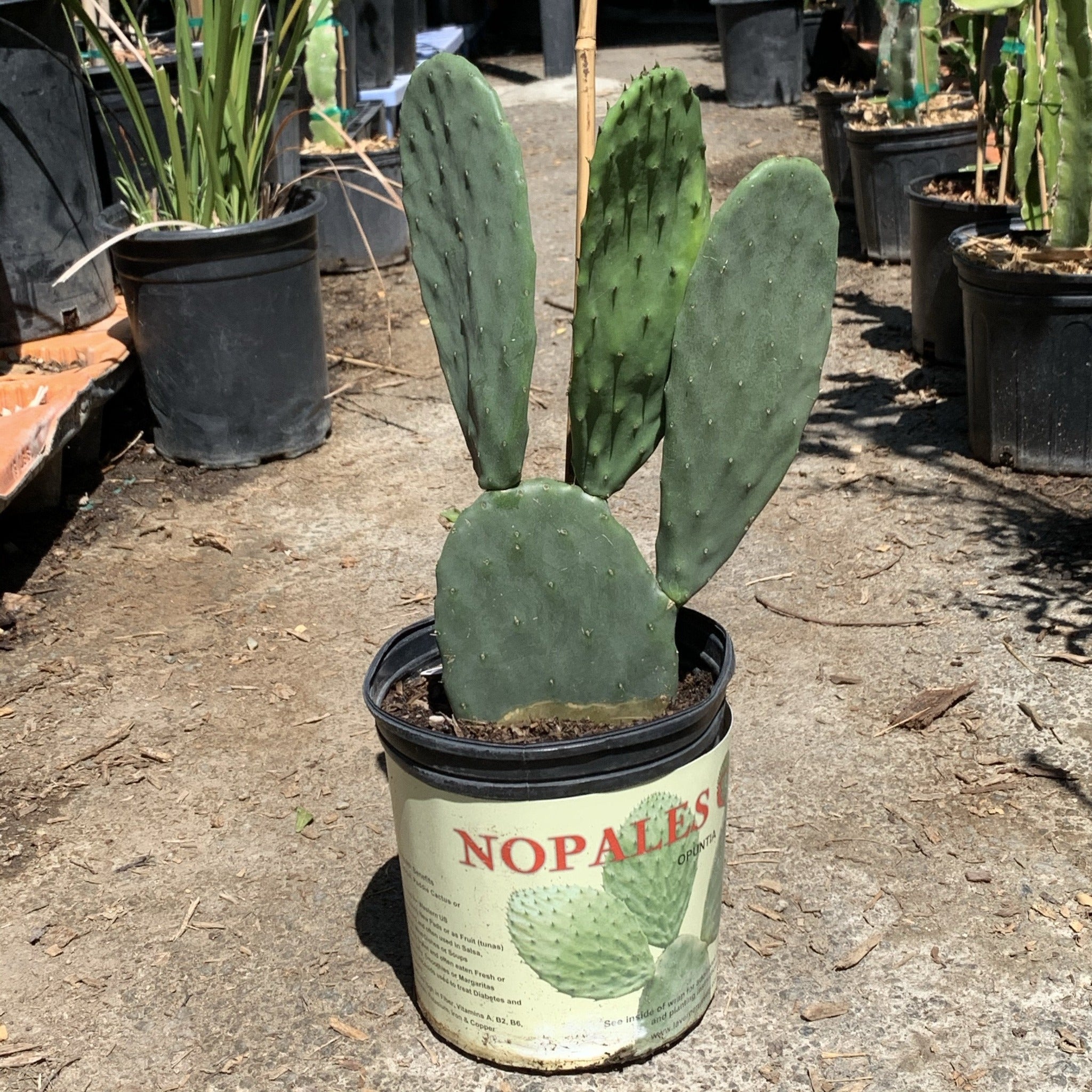 nopales prickly pear cactus Nopales Cactus Exotic Fruit Tree