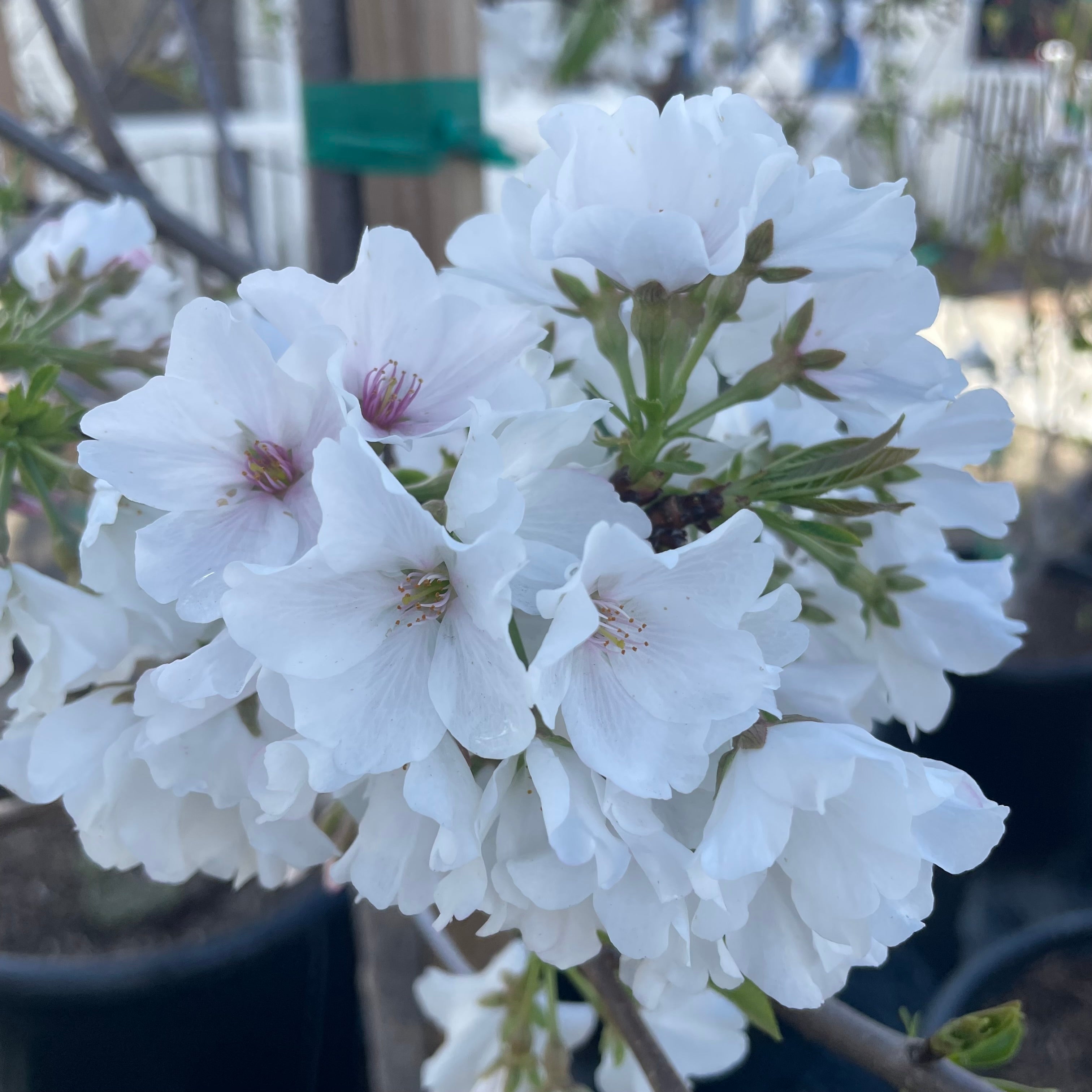 ジーノ　チェリー Yoshino Flowering Cherry | C&J Gardening Center