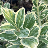 Silver Queen Euonymus - C&J Gardening Center