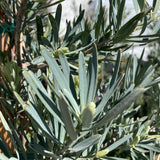 Crystal Blue Fern Pine