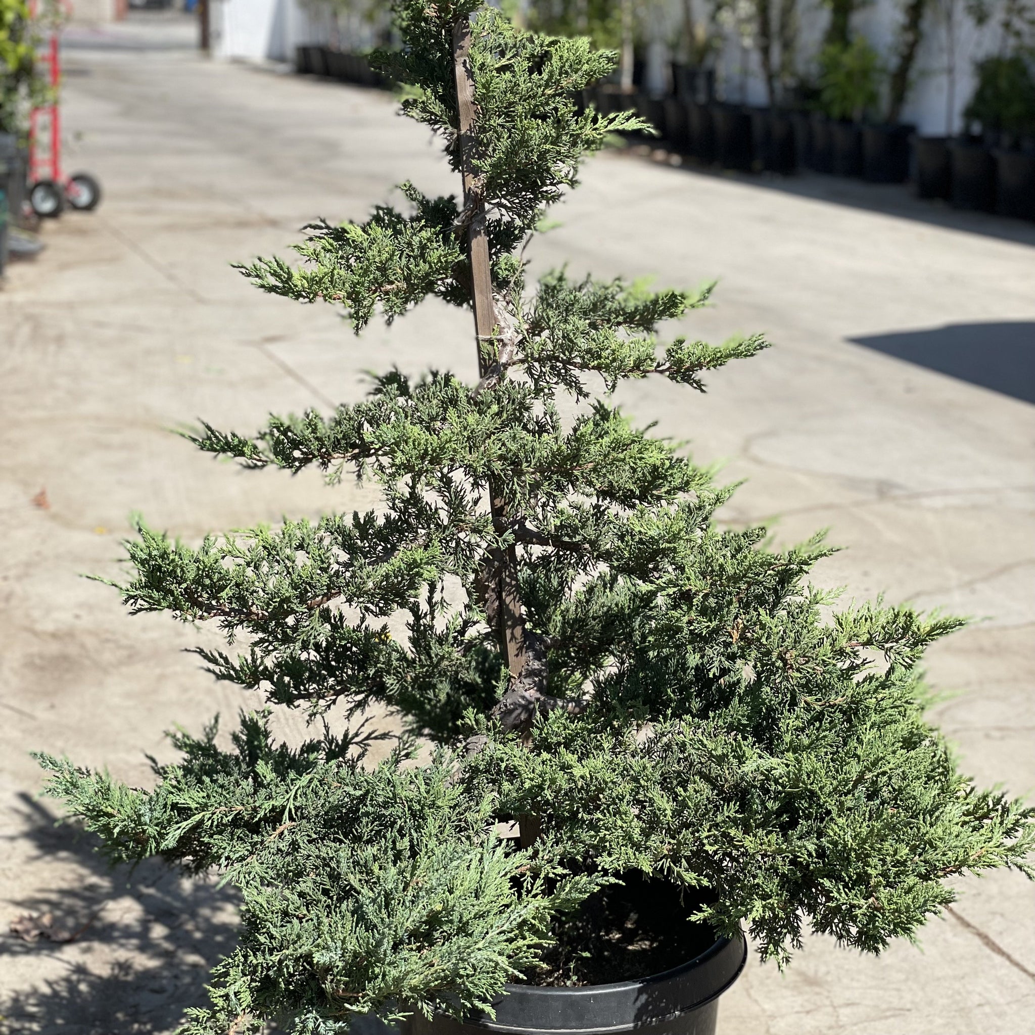 日本花園杜松盆景樹| C&J Gardening Center