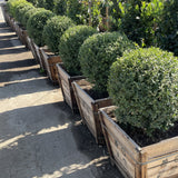 Japanese Boxwood Globe