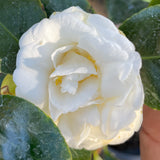 White Swan Lake Camellia - C&J Gardening Center