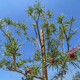 勃艮第沙漠柳樹