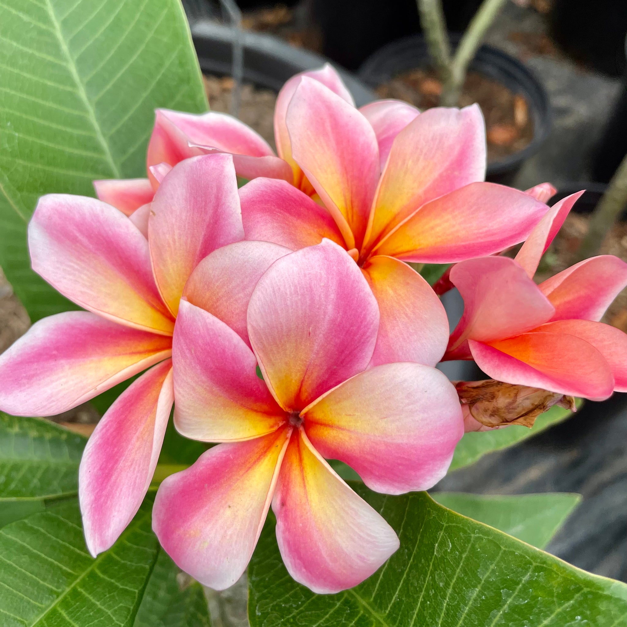 plant pot by nebel Nebel's Rainbow Plumeria Flower Shrub