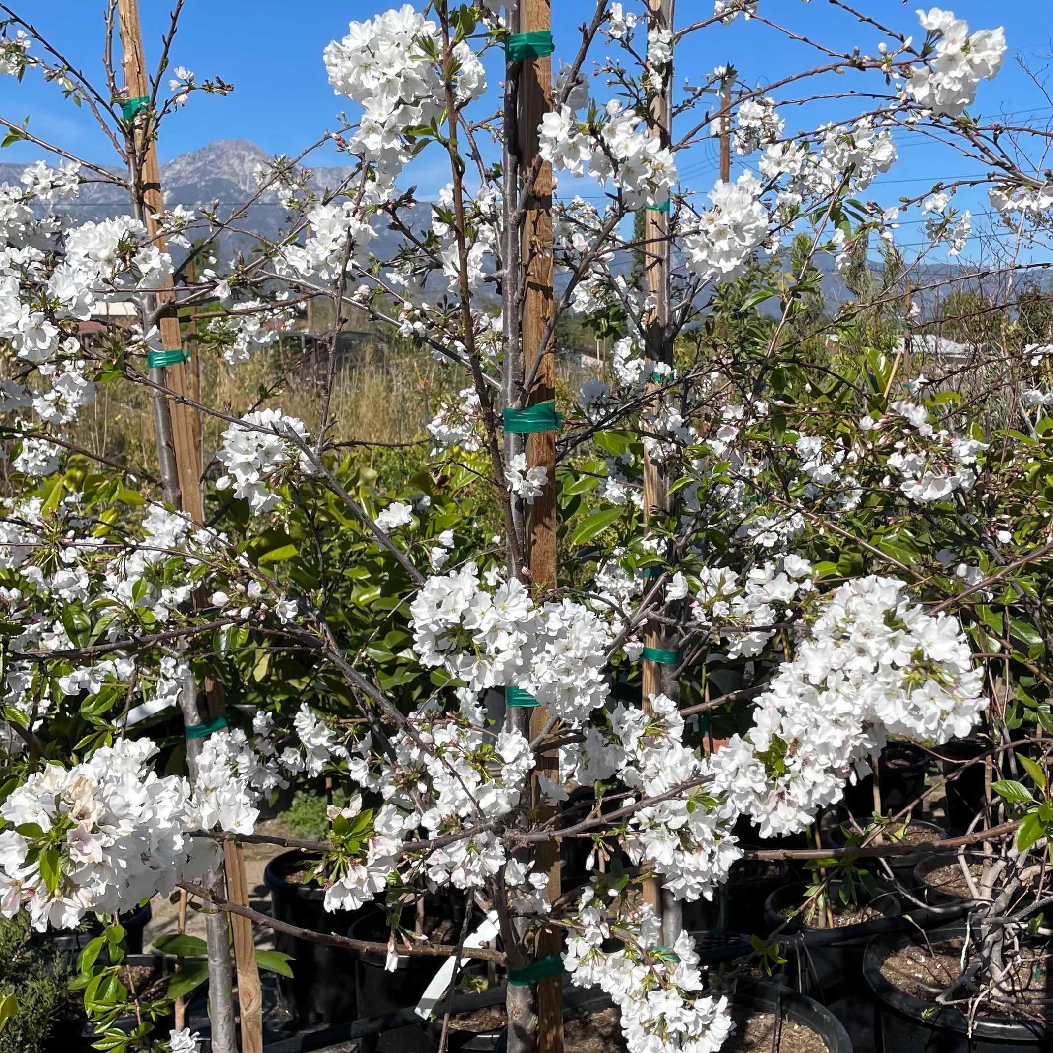 ジーノ　チェリー Yoshino Flowering Cherry | C&J Gardening Center