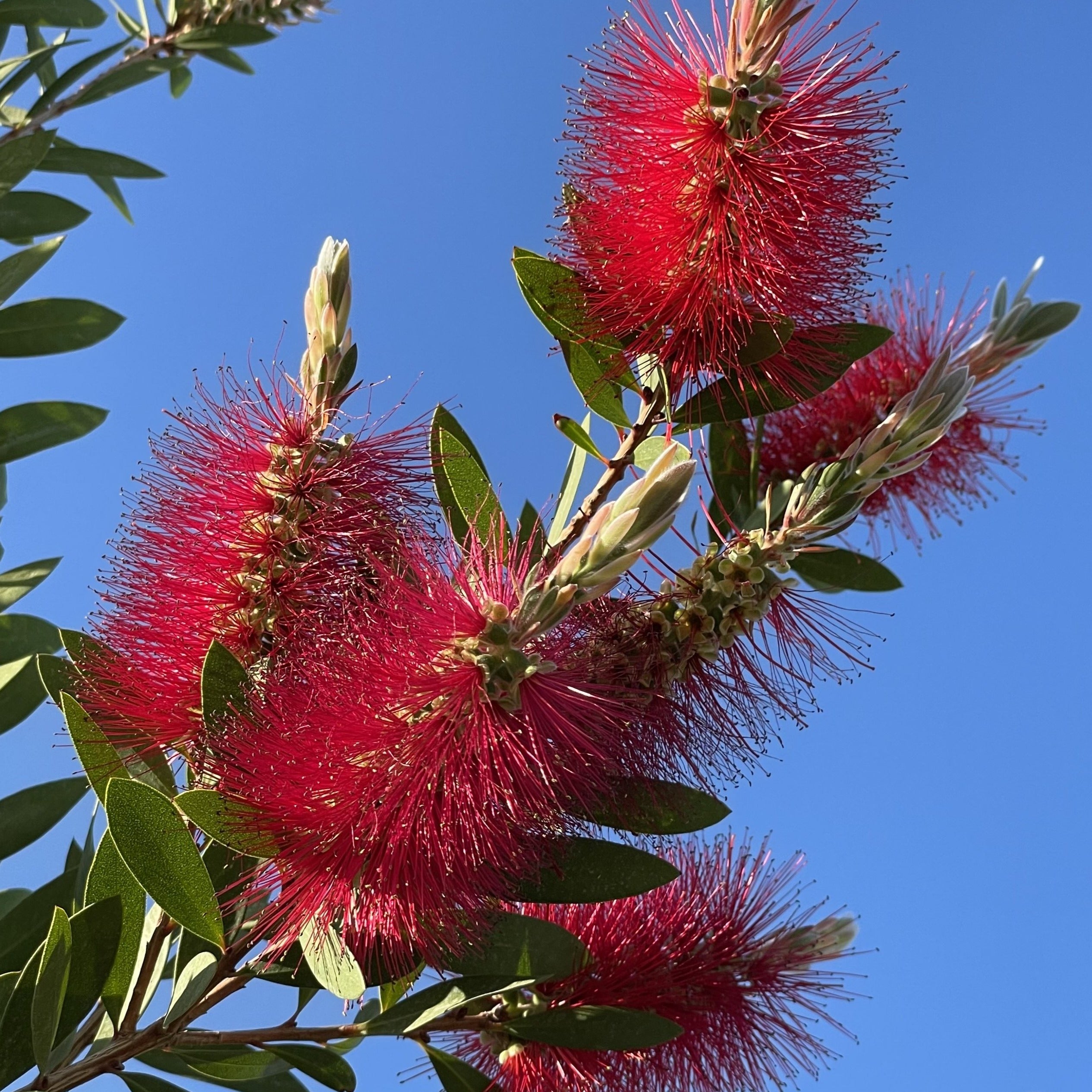 fertilizer for bottlebrush plant Bottlebrush Tree General Tree - 24" Tree Box ( 7