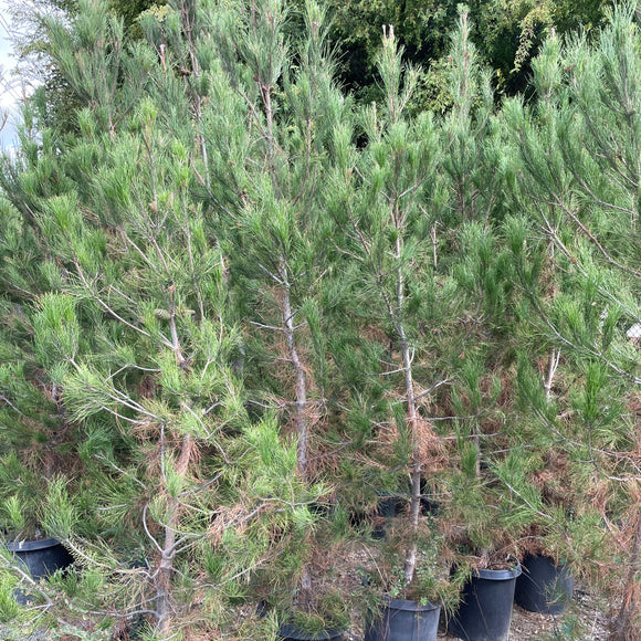 Eldarica Pine