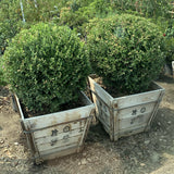 Japanese Boxwood Globe