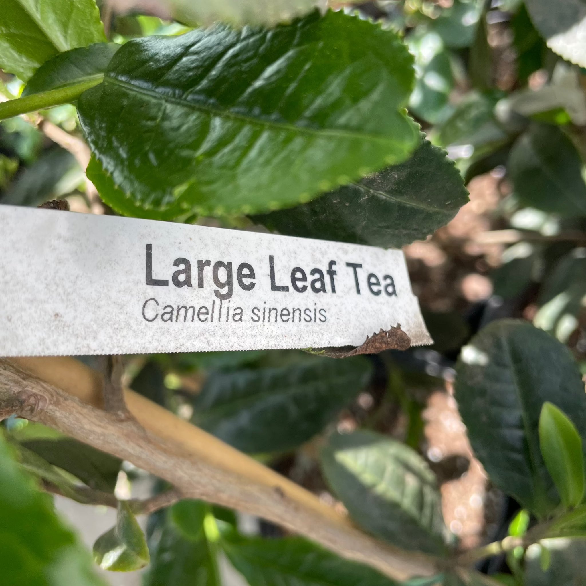 tea leaves for indoor plants Big Leaf Tea Plant