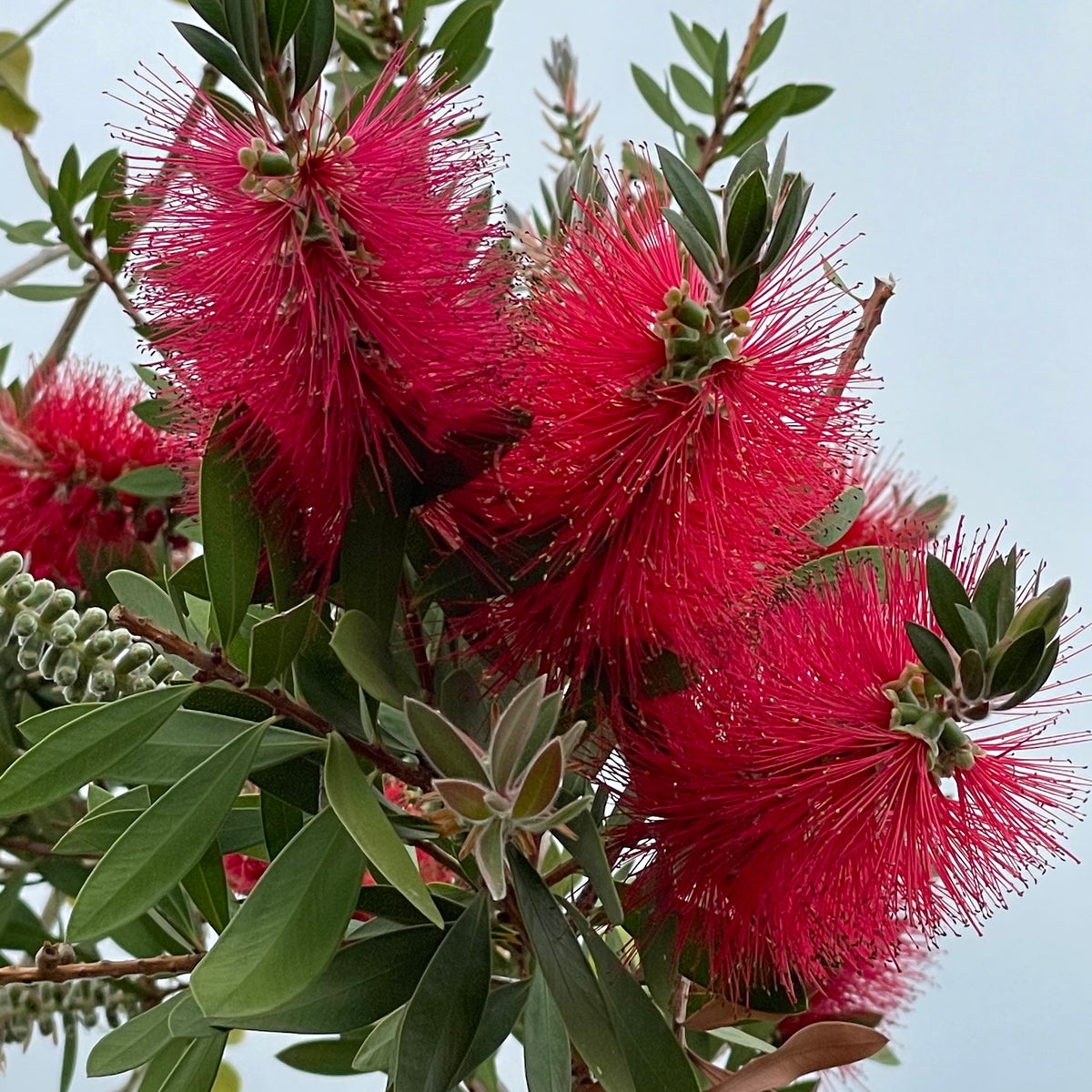 Bottlebrush Tree | C&J Gardening Center