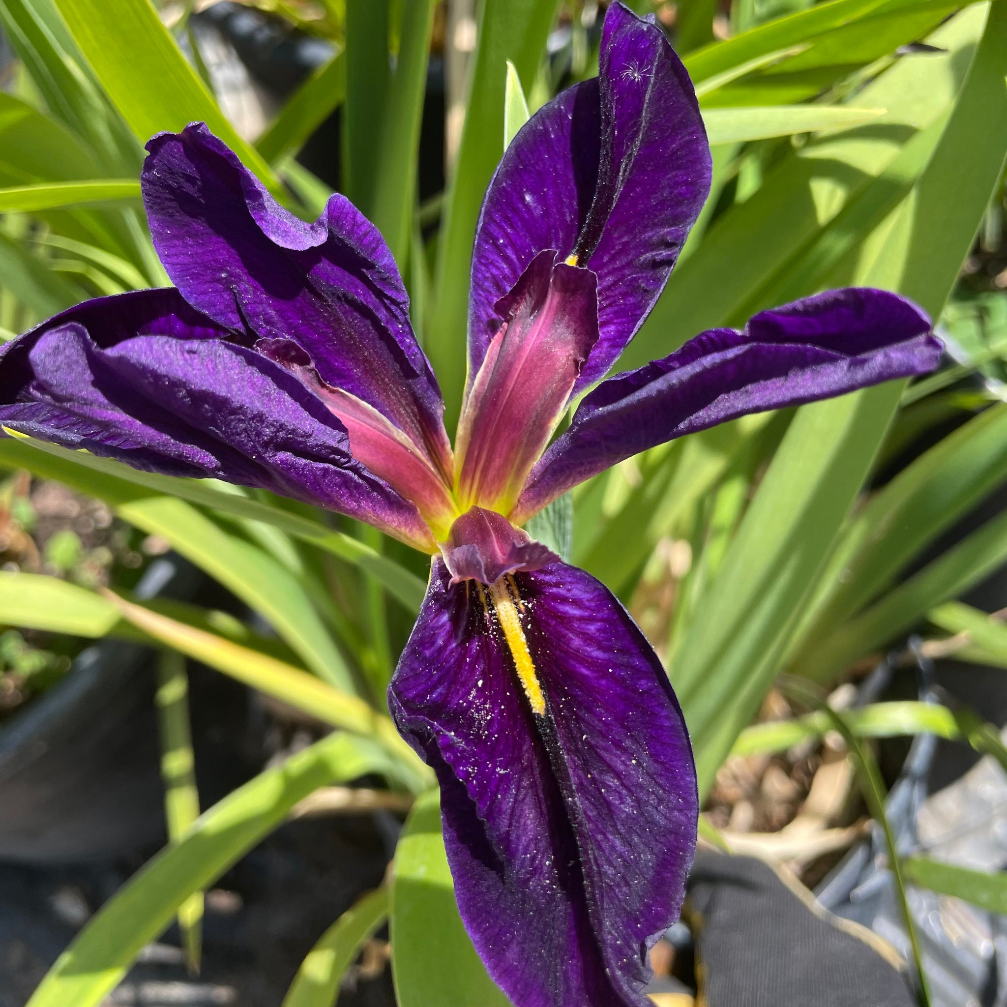 Louisiana Iris | C&J Gardening Center