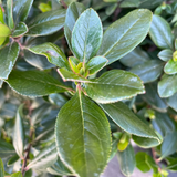Pink Escallonia - C&J Gardening Center