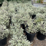 Smokey Coast Rosemary - C&J Gardening Center