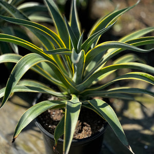 Variegated Smooth Agave