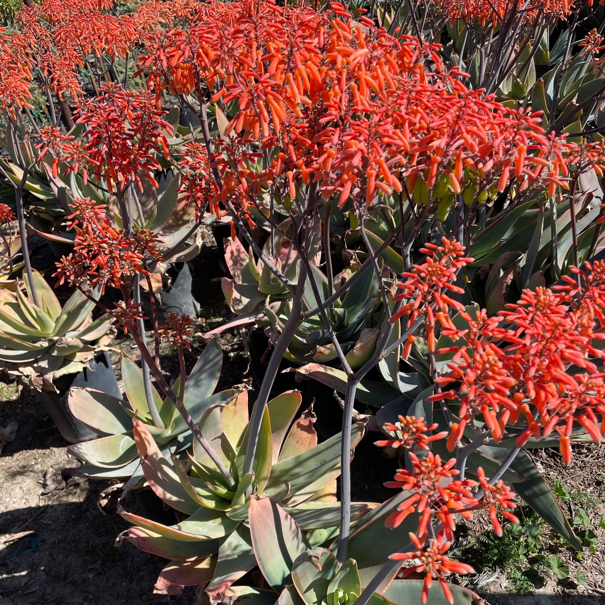 Coral Aloe Desert