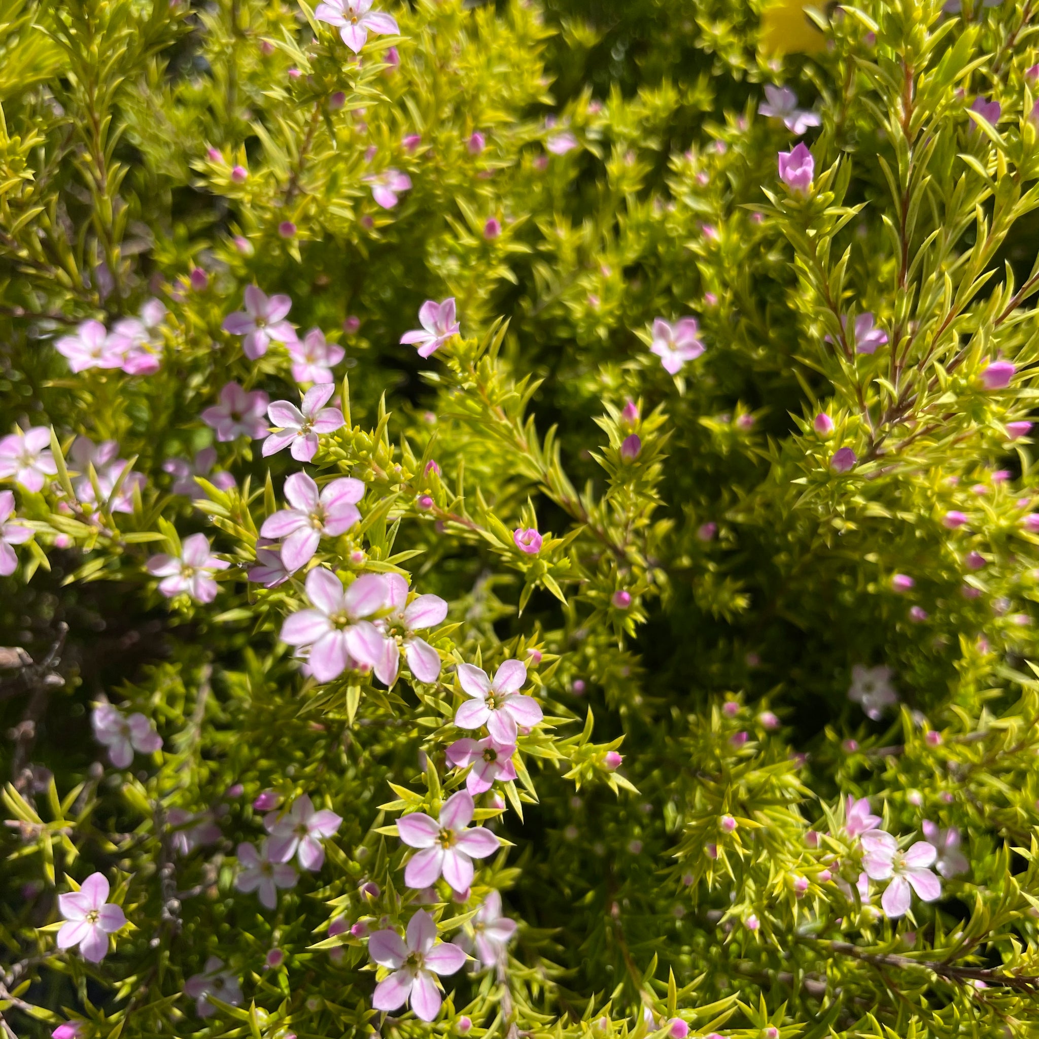Golden Breath of Heaven | C&J Gardening Center