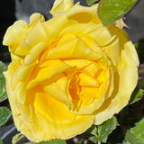 Gina LolloBrigida Yellow Rose