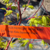 Sangu Kaku Japanese Maple