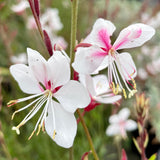 Siskiyou Pink Gaura
