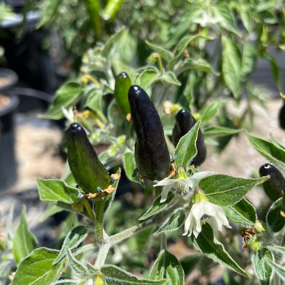 Black Cobra Chile Pepper