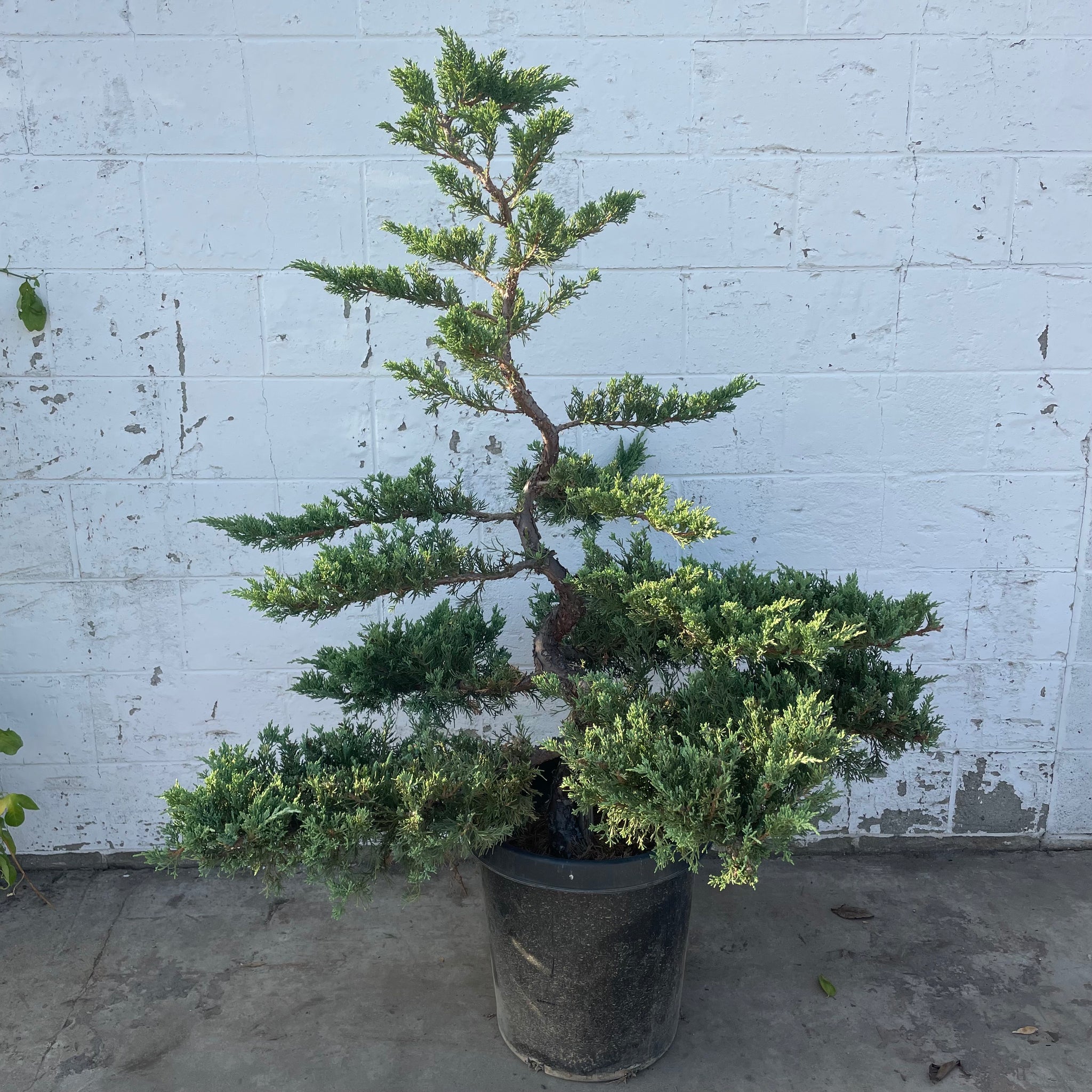 blue bonsai tree real Bonsai Juniper Tree General Tree