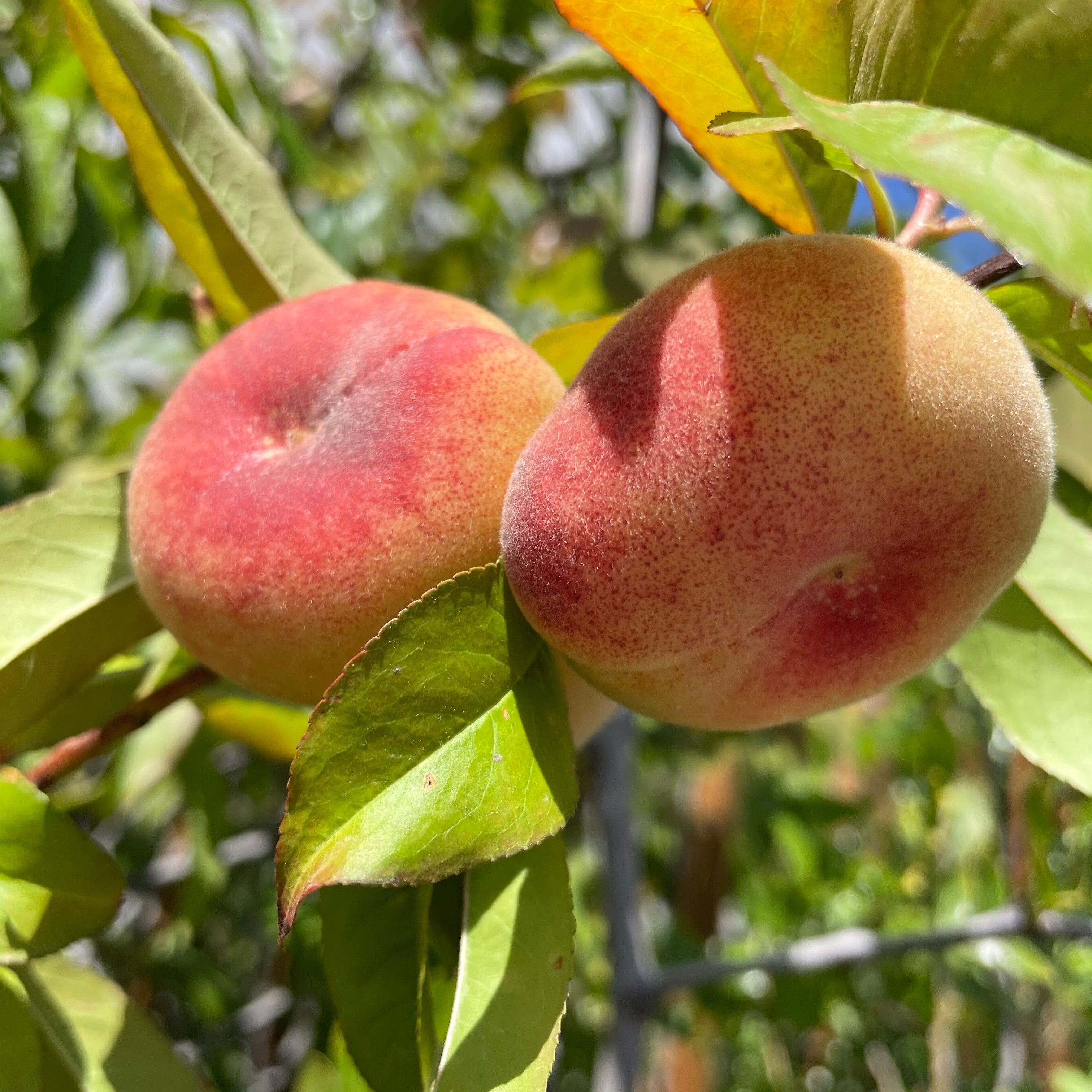peachページ im Stark Saturn Donut Peach | C&J Gardening Center