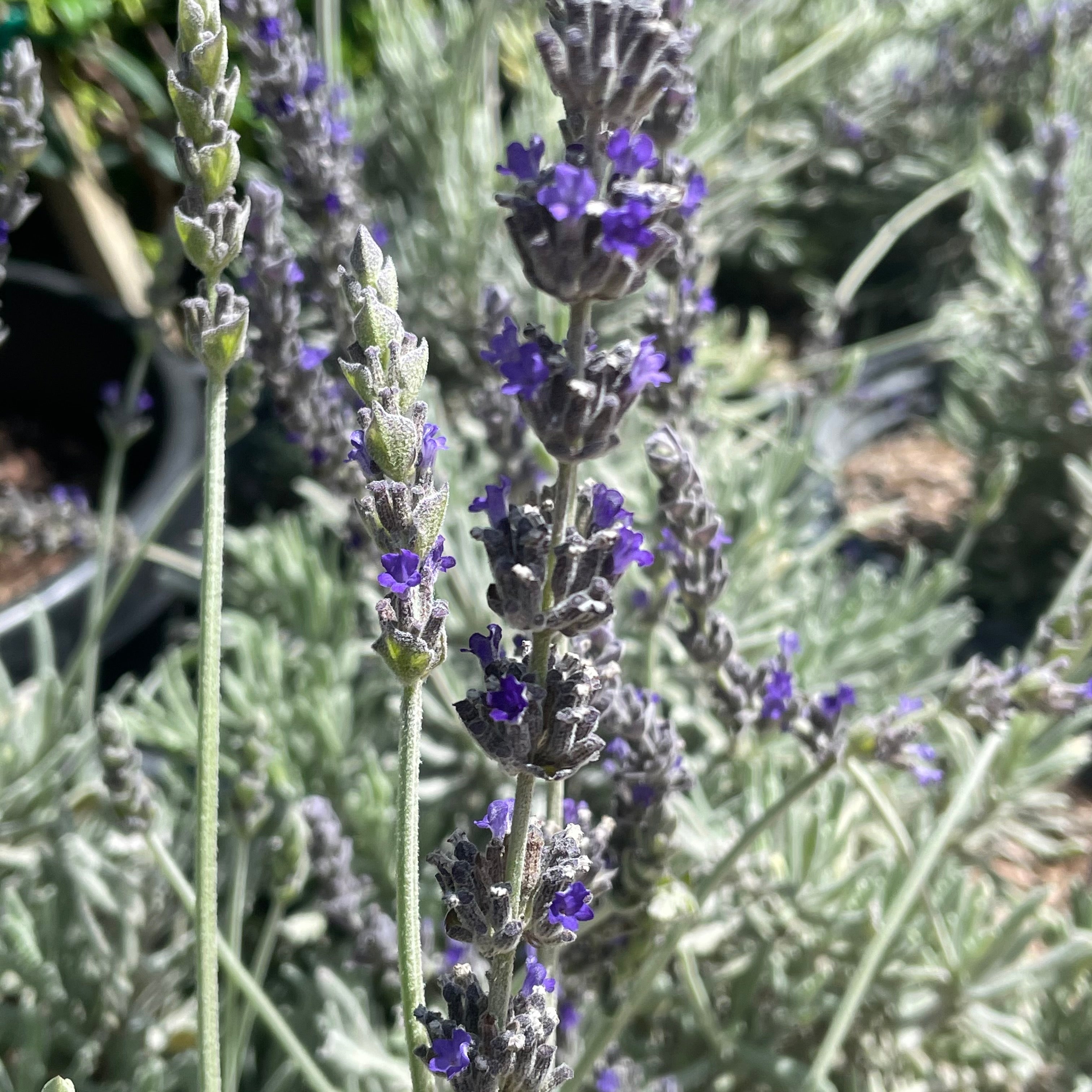 english lavendar plant English Lavender Flower Shrub