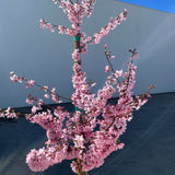 Okame開花的櫻桃