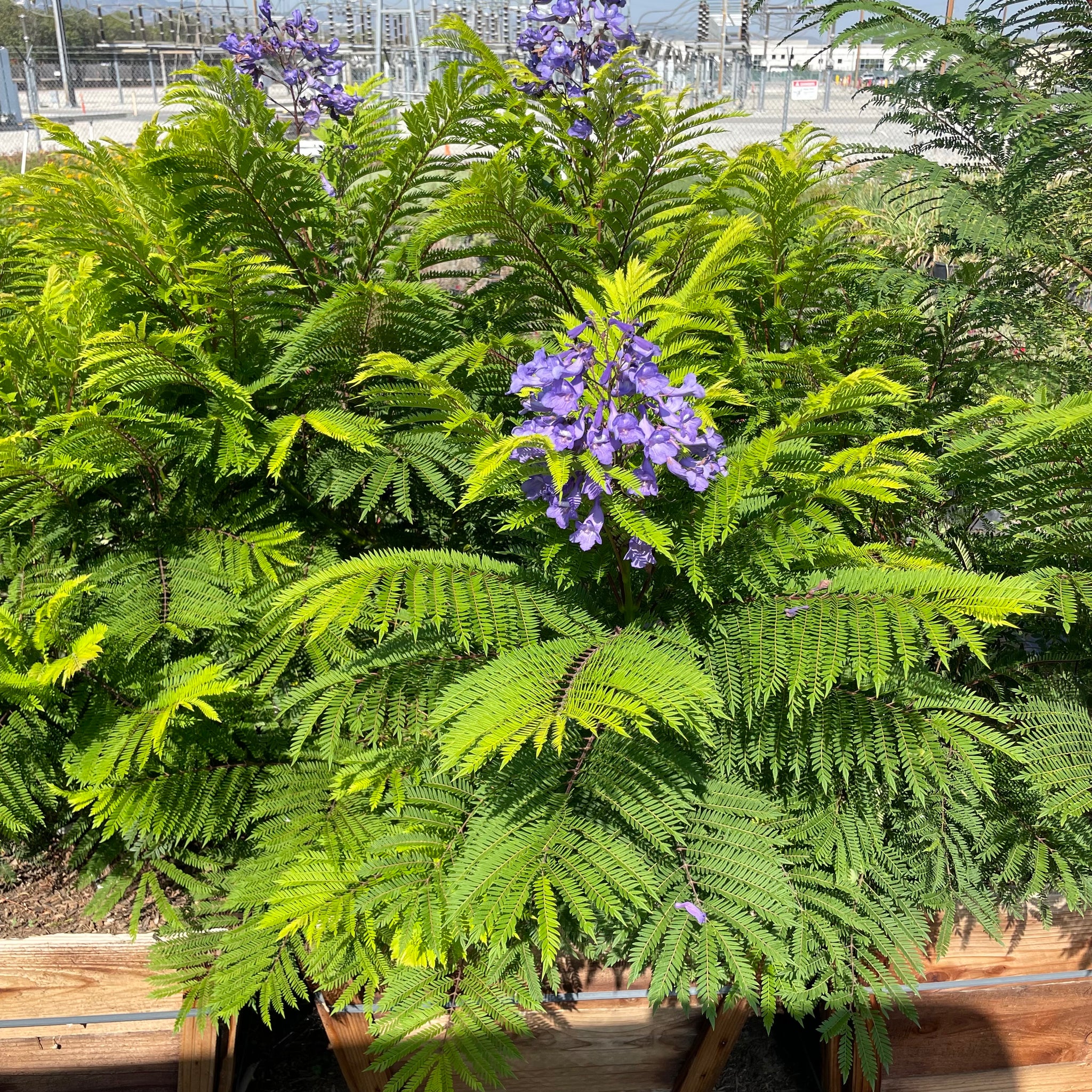 Jacaranda | C&J Gardening Center
