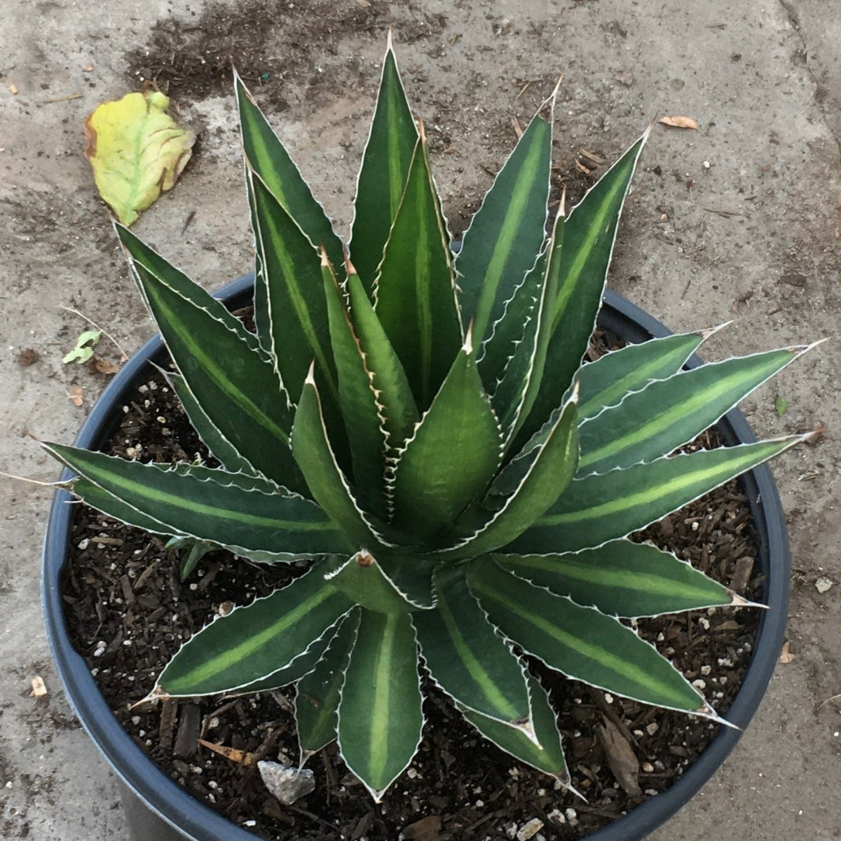 Agave Splendida