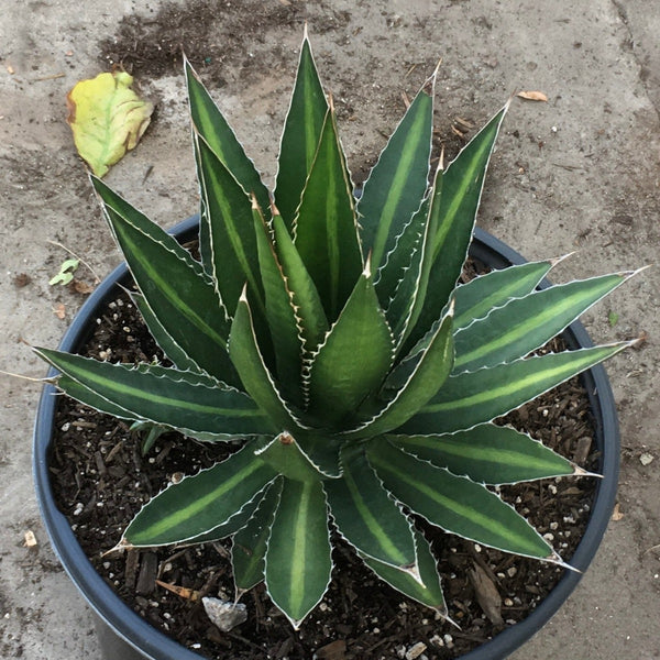 Agave Splendida
