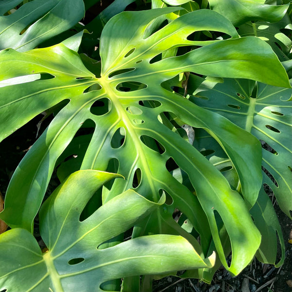 extra large swiss cheese plant Monstera - Swiss Cheese Plant