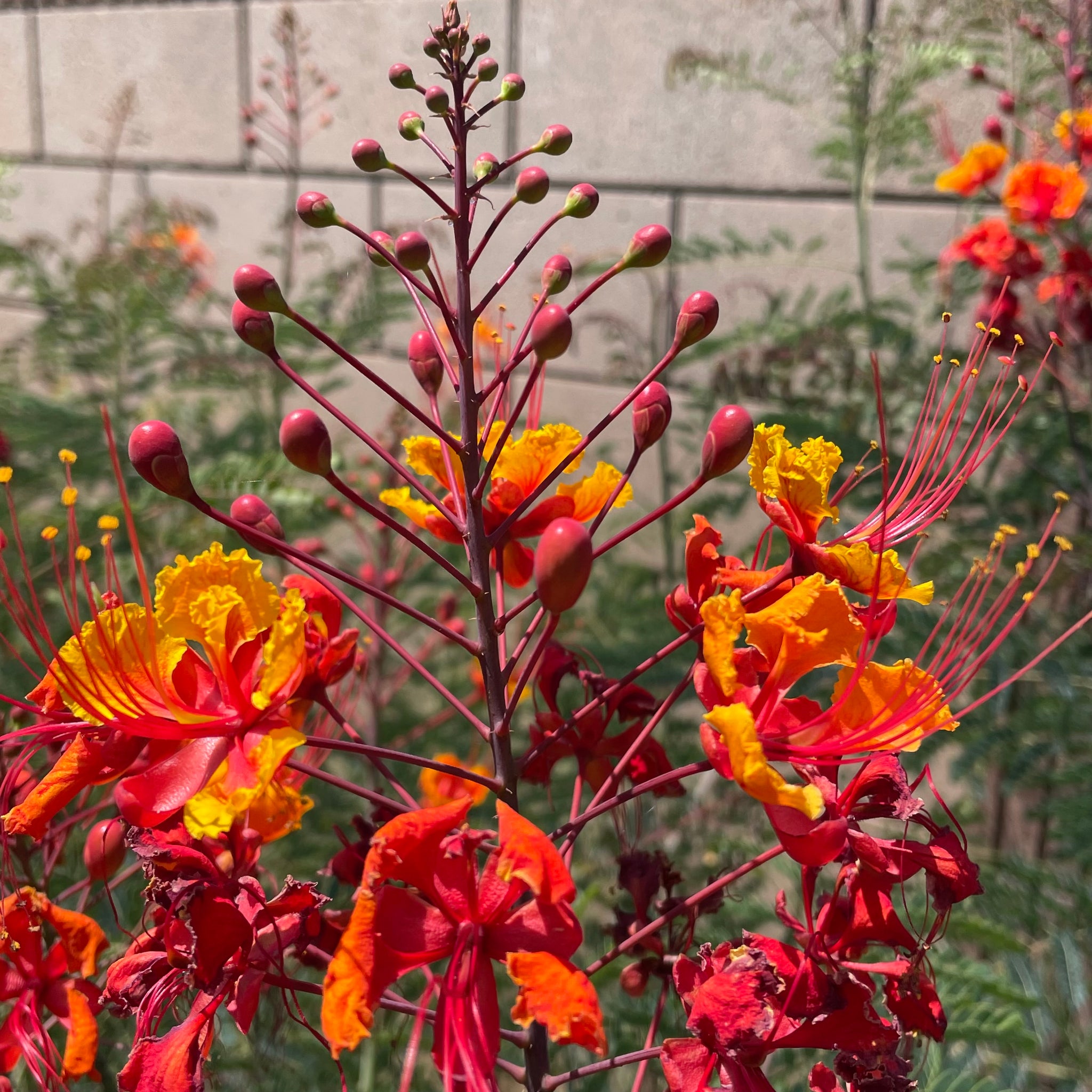 Red Bird of Paradise Flower Shrub