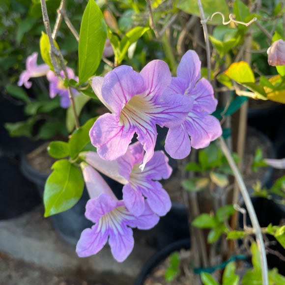 lavender vine plant Lavender Trumpet Vine Vine - 5 Gallon Staked ( 2