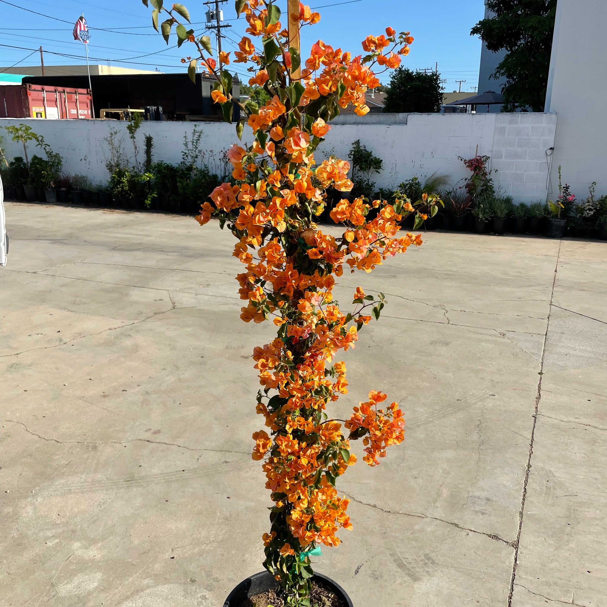 Yellow Bougainvillea Vine | C&J Gardening Center